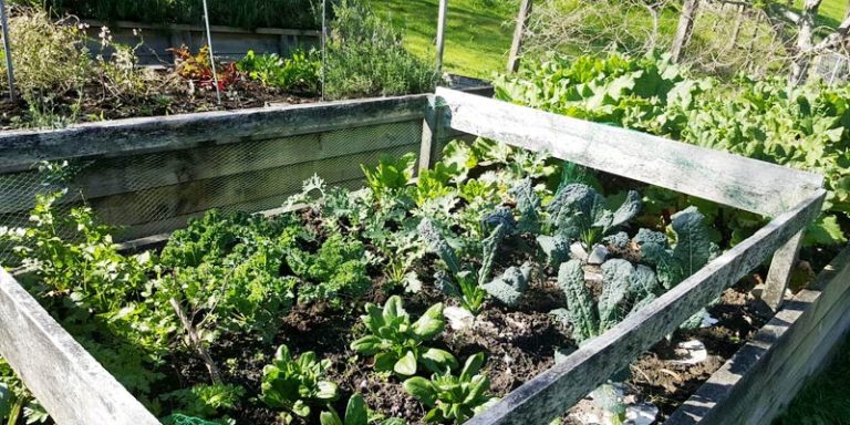 10 Winning Organic Garden Pest Control Methods | Green Elephant ...