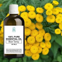Blue Tansy 100% Pure Essential Oil - 100 ml Bottle
