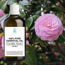 Camellia Flower  100% Pure Essential Oil -100mls