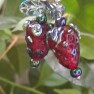 Silver Glass Strawberry Earrings Image