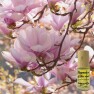 Magnolia Botanical Perfume (Organic) Image