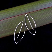 Eco Silver 2 Way Large Leaf Earrings Image