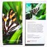 Forest Ringlet Butterfly Notepad Image
