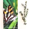 Forest Ringlet Butterfly Notepad Image