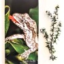 Forest Gecko Notepad Image