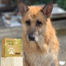 Shampoo Condioner Bar for Dogs  Manuka & Neem Oils 200g Image